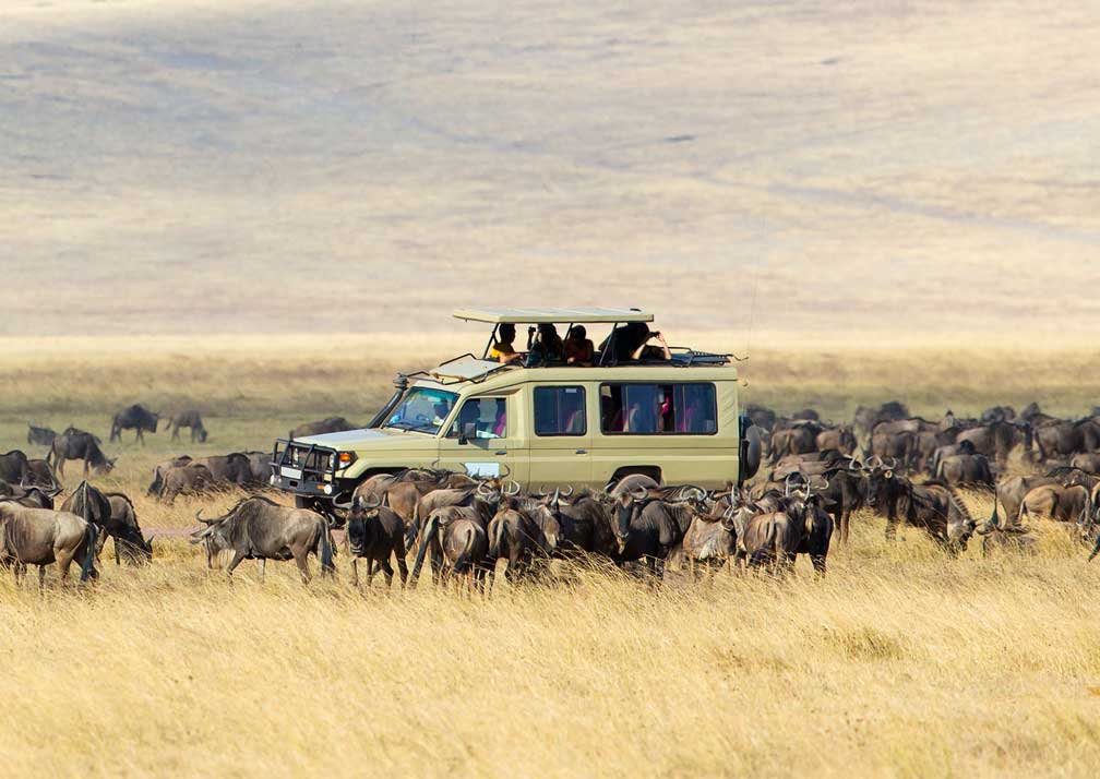 Discover the best vehicles for safari tours in Rwanda, including tips for choosing the right car for various terrains and national parks.