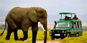 Explore Rwanda with ease using international car hire services. Enjoy comfort, flexibility, and convenience with options ranging from luxury SUVs to economy cars. Book your vehicle today!